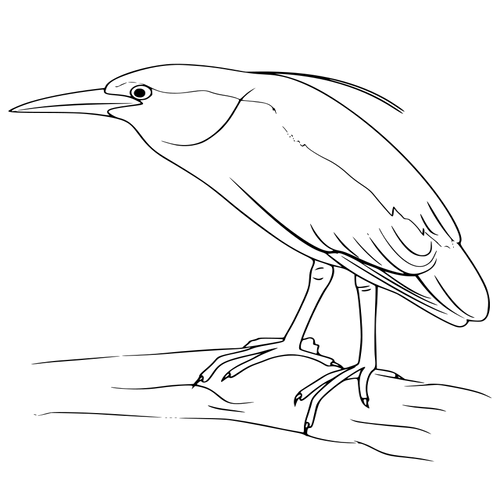 un bihoreau à couronne noire